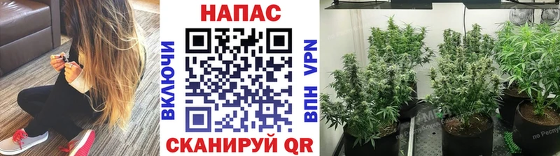 Бошки марихуана план  Улан-Удэ 
